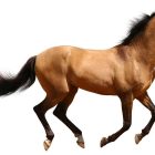 Animales de Granja
