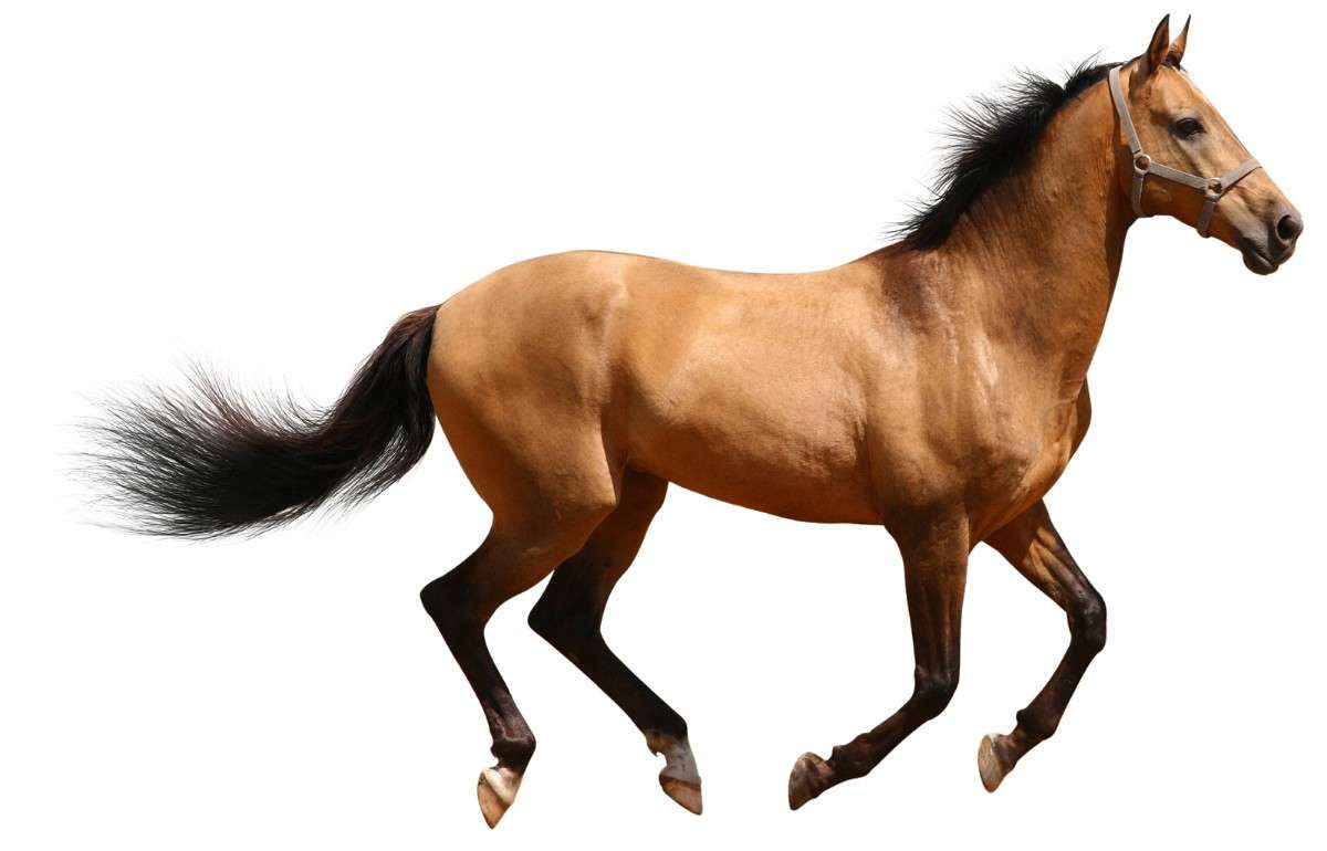 Animales de Granja